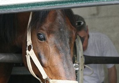 IMG 6940 600x400.jpg