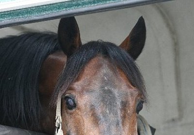 IMG 6944 600x400.jpg