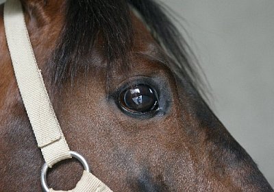 IMG 6949 600x400.jpg