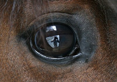 IMG 6962a 600x400.jpg