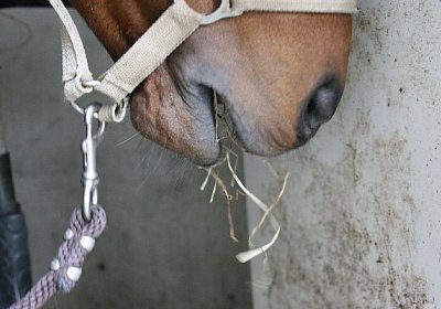 IMG 6965 600x400.jpg