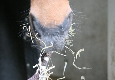 IMG 6966 600x400.jpg