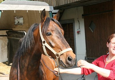 IMG 7001 600x400.jpg