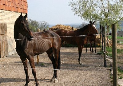 IMG 7014 600x400.jpg