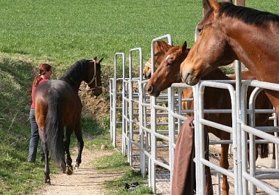 IMG 7015 600x400.jpg