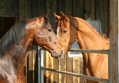 IMG 7021 600x400.jpg