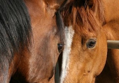 IMG 7029 600x400.jpg