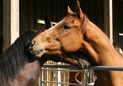 IMG 7040 600x400.jpg