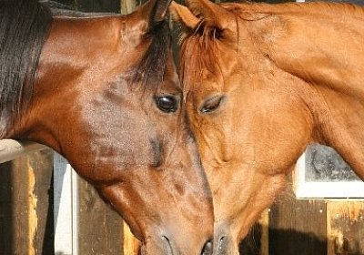 IMG 7050 600x400.jpg