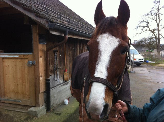 Noc&eacute;en de Digeon