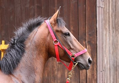 IMG 5201 600x400.jpg