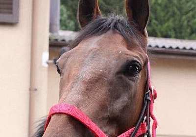 IMG 5204 600x400.jpg