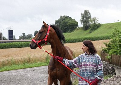 IMG 5217 600x400.jpg