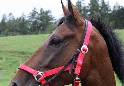 IMG 5225 600x400.jpg