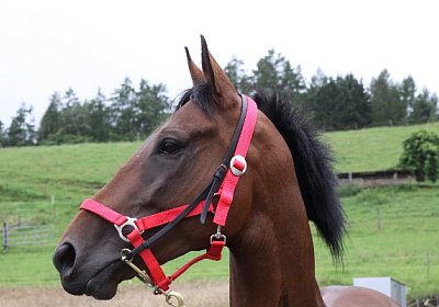 IMG 5227 600x400.jpg