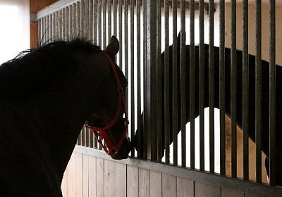 IMG 5239 600x400.jpg