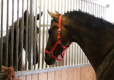 IMG 5244 600x400.jpg