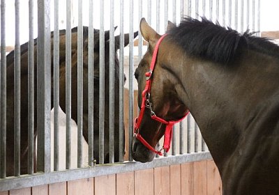 IMG 5249 600x400.jpg