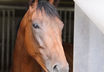 IMG 5302 600x400.jpg