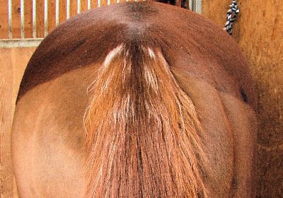Weisse Haare am Schweif-Ansatz von Rushing Dasher