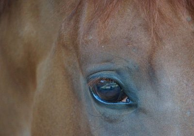 as Gitan DSC02170 [800x600]