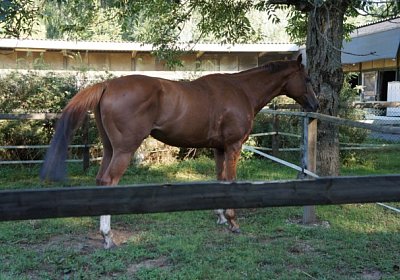 as Rushi Paddock DSC04418 [800...