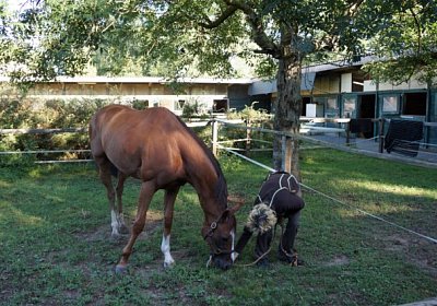 as Rushi Paddock DSC04422 [800...