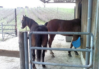 Fensterlen auf knonauisch