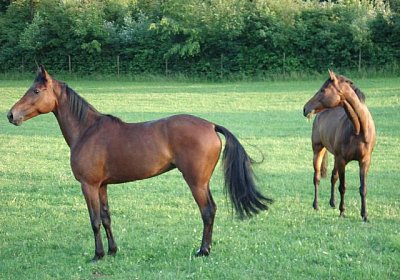 Melbourne1 068a 640x480.jpg