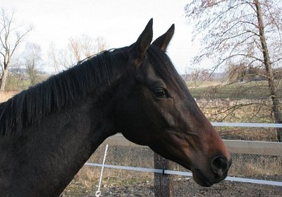 IMG 0672 zauberlied 600x400.jp...