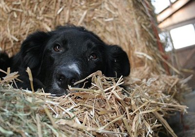 IMG 0742 jimmy600x400.jpg