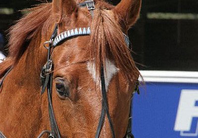 cm loxley1 IMG 2003 600x400.jp...