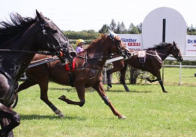 IMG 8426 600x400.jpg