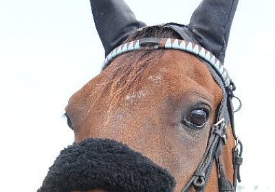 IMG 0164 600x400