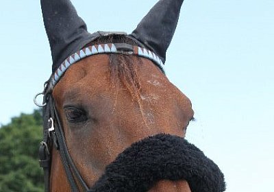IMG 0165 600x400