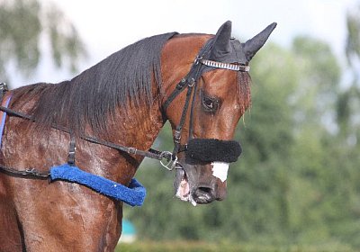 IMG 0401 600x400