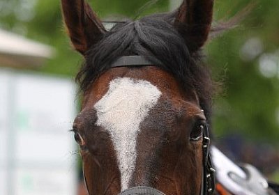 IMG 0177 600x400