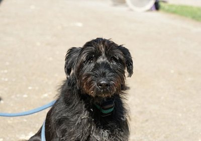 Belgino etc Avenches 8april14 DSC03879