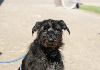 Belgino etc Avenches 8april14 DSC03880