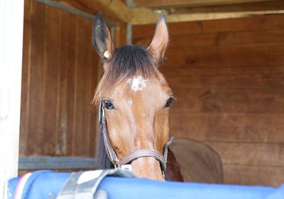 Belgino etc Avenches 8april14 DSC03883