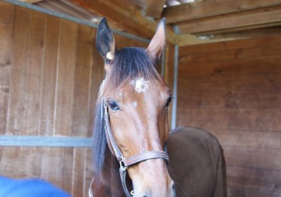 Belgino etc Avenches 8april14 DSC03884