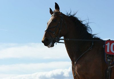 Belgino etc Avenches 8april14 DSC03948