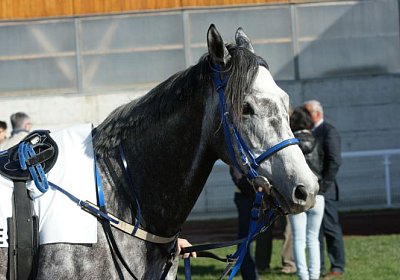 Remedial Sieg 14April14 DSC04409