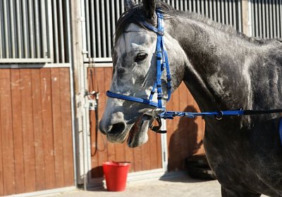 Remedial Sieg 14April14 DSC04455