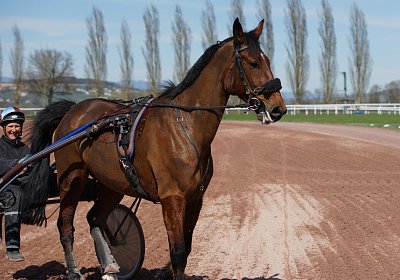 DSC04888 Belgino