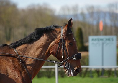 DSC04900 Belgino