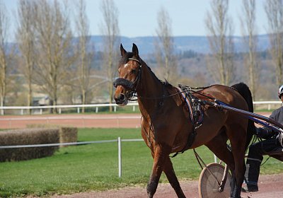 DSC04978 Belgino