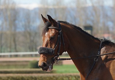 DSC04985 Belgino