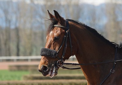 DSC04986 Belgino