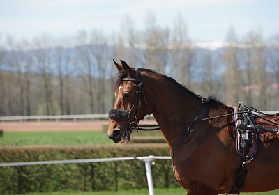 DSC04987 Belgino